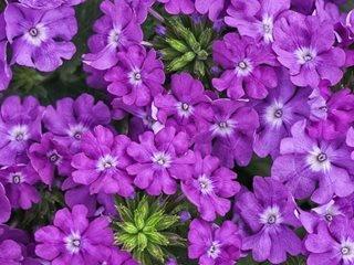 Verbena