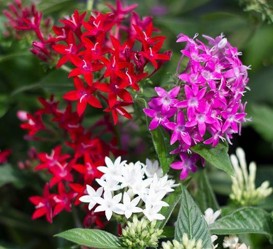 Pentas, Variety