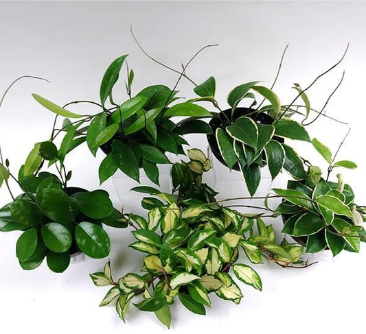 Hoya, Assorted
