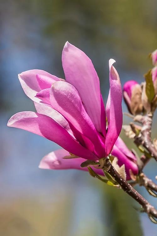 Magnolia, Ann