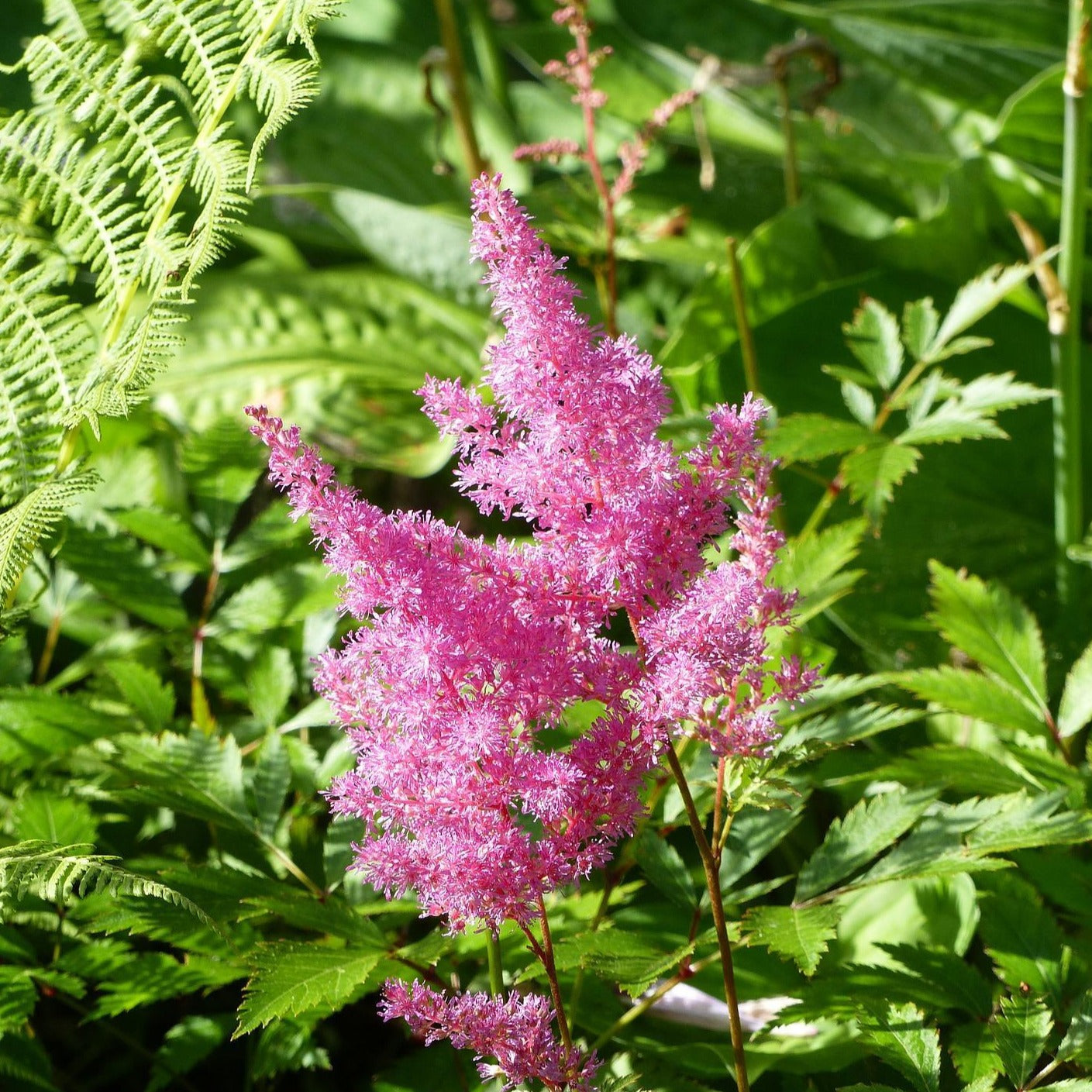 Astilbe