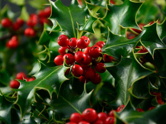 Holly, Christmas