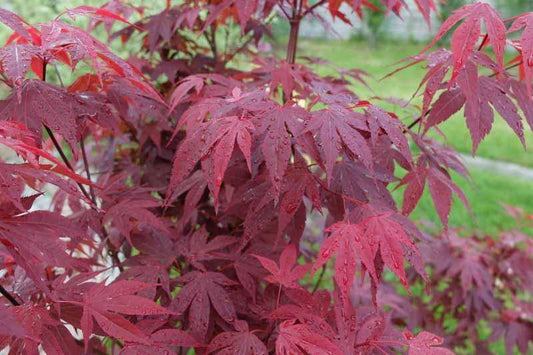 Maple, Japanese Emperor