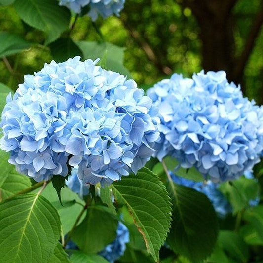 Hydrangea, Variety