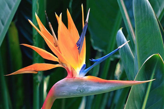 Strelitzia, Reginae "Orange bird"