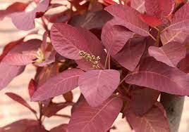 Lilla Smoke Bush