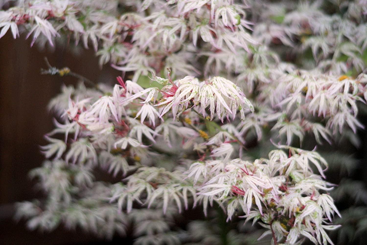 Maple, Japanese Ukigumo