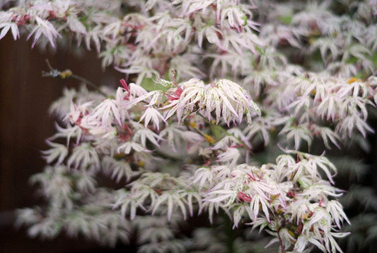 Maple, Japanese Ukigumo