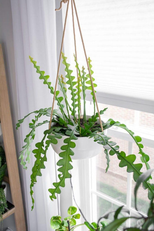 Ric Rac Cactus