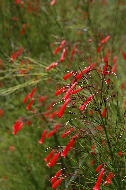 Russelia, Firecracker Plant