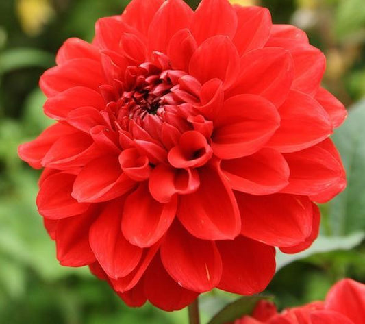 Dahlia