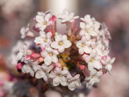 Viburnum, Korean Spice