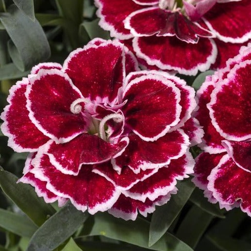 Dianthus, Variety