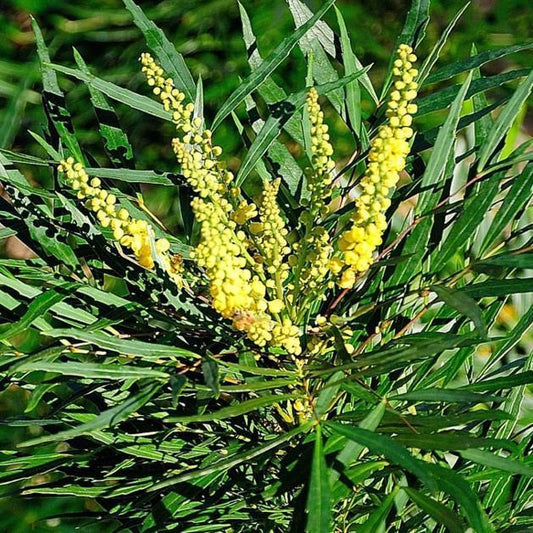 Mahonia, Soft Caress