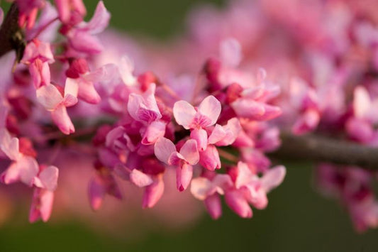 Red Bud, Eastern
