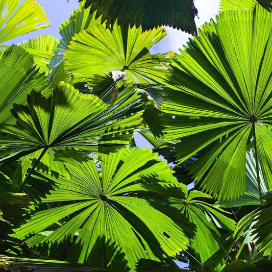 Palm, Australian Fan