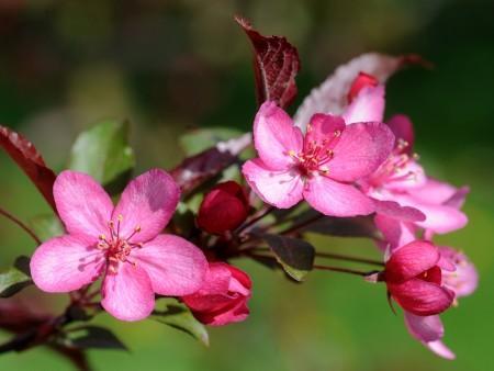 Crabapple Tree