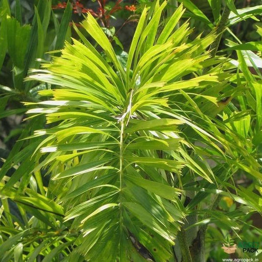 Palm, Foxtail