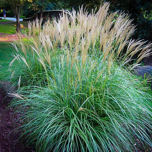 Grass, Maiden (DWF)