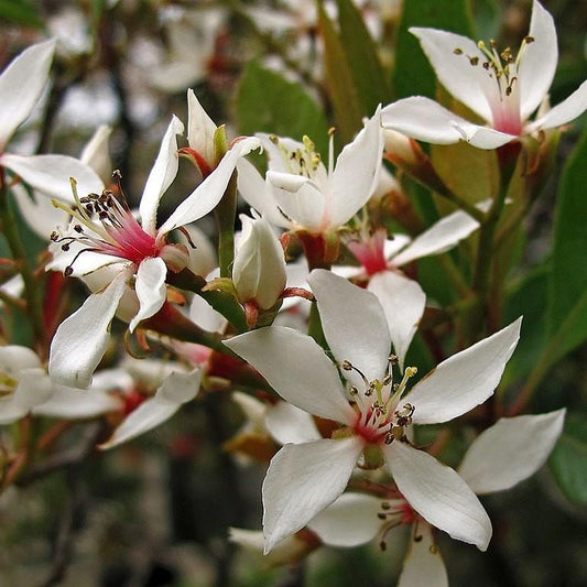 Indian Hawthorn, Clara