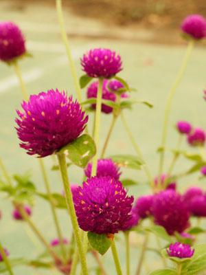 Gomphrena