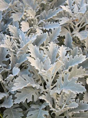 Dusty Miller, Silver Dust