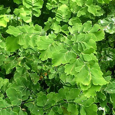 Fern, Maidenhair Pacific Maid