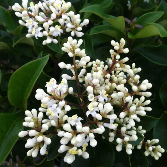 Ligustrum, Curly Leaf