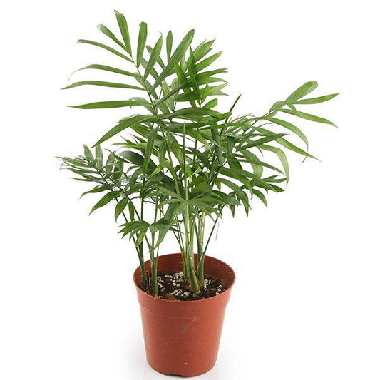 Palm, Bella