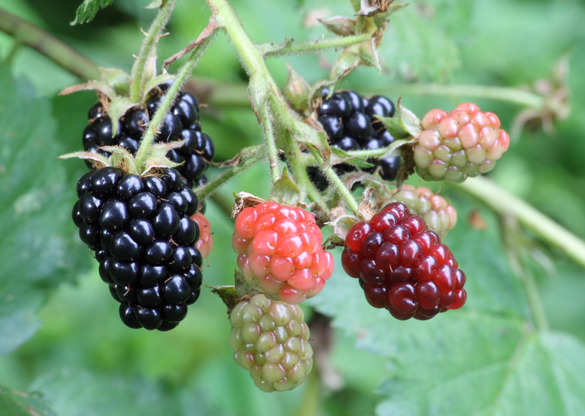 Bush, Blackberry