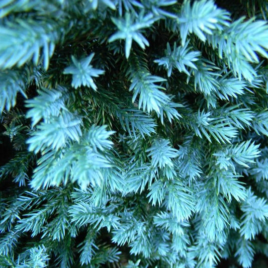 Juniper, Blue Star
