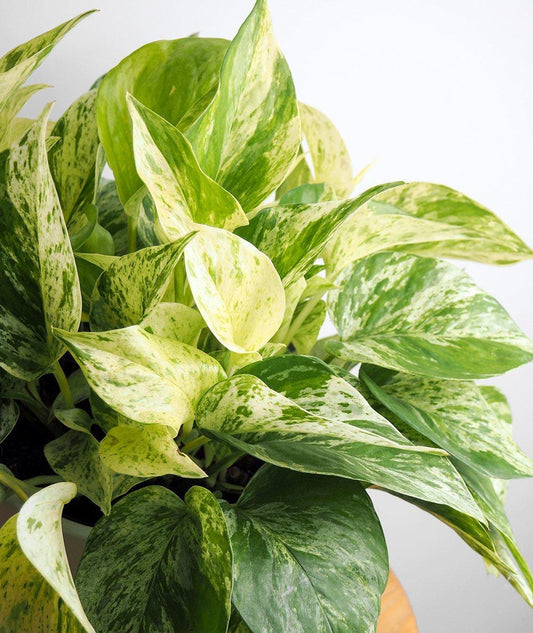 Pothos, Marble Queen