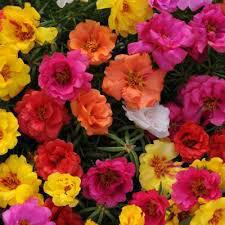 Portulaca, (Moss Rose)