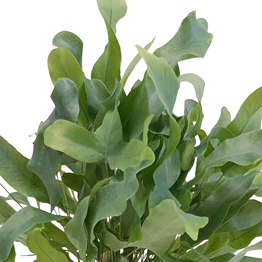 Fern, Blue Star