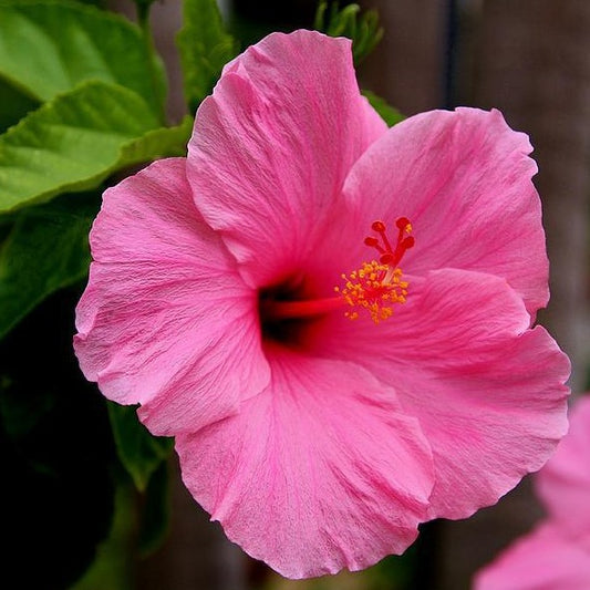 Hibiscus, Bush (Variety)