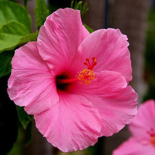 Hibiscus, Standard Tree Form