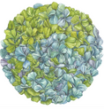 Load image into Gallery viewer, Placemat, Die-Cut Hydrangea
