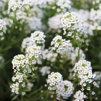 Sweet Alyssum, Variety