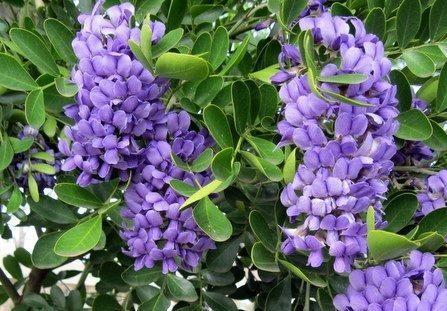 Texas Mountain Laurel