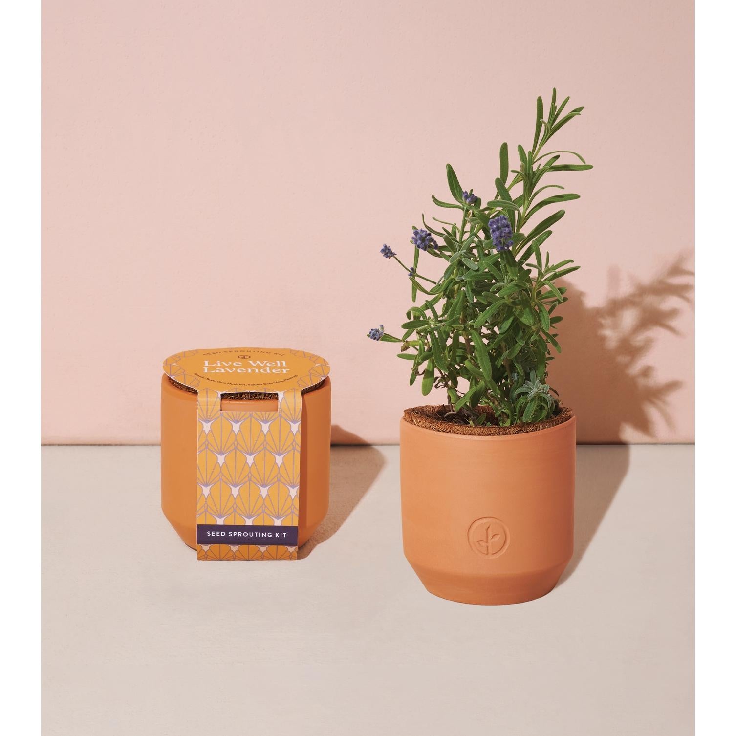 Tiny Terracotta Kit