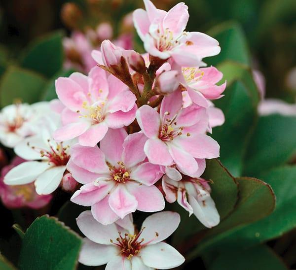 Indian Hawthorn, Dwarf Pinkie