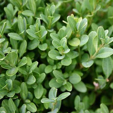 Boxwood, Wintergreen