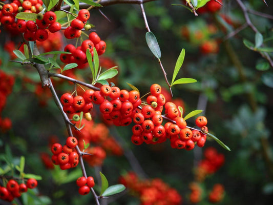 Pyracantha, Graberi