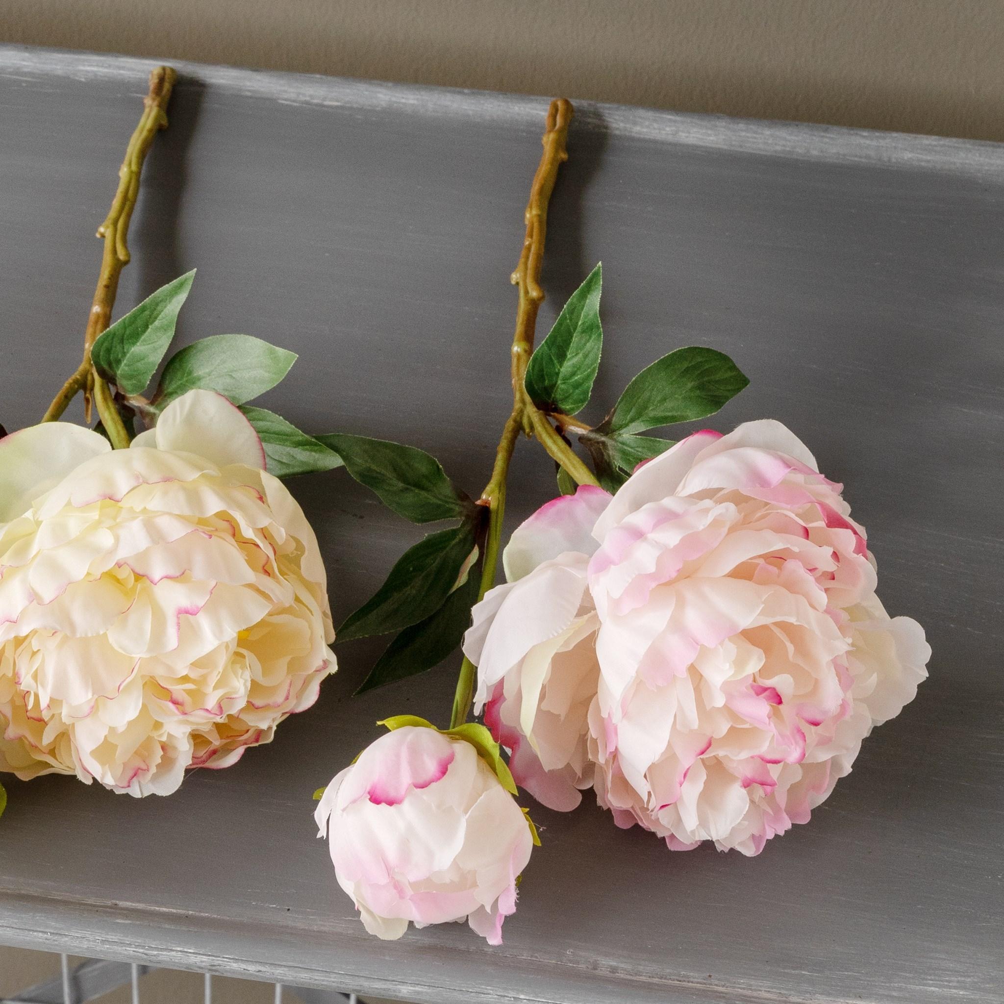 Garden Peony Cuttings, 3 Assorted Colors