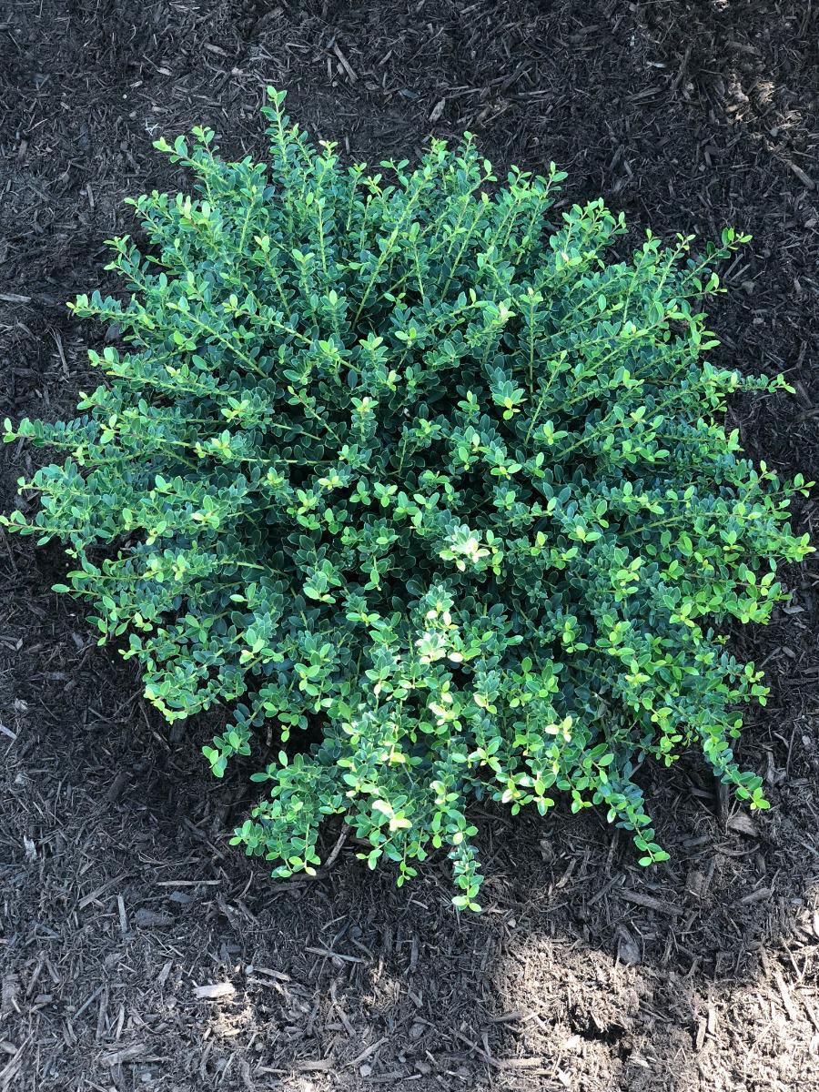 Holly, Helleri