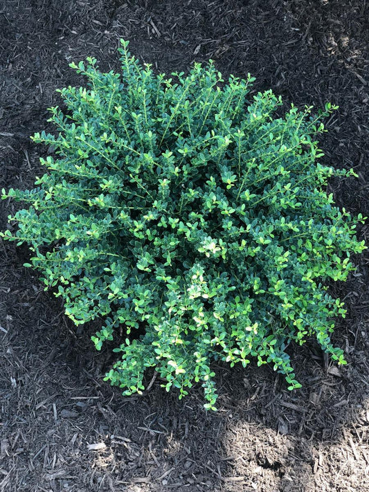 Holly, Helleri