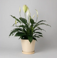 Load image into Gallery viewer, Planter Pot, Earth Tones

