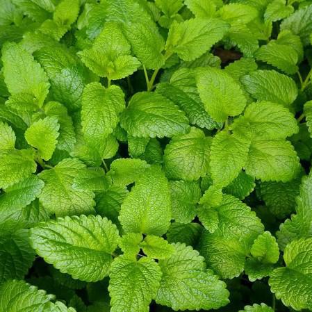 Herb, Lemon Balm