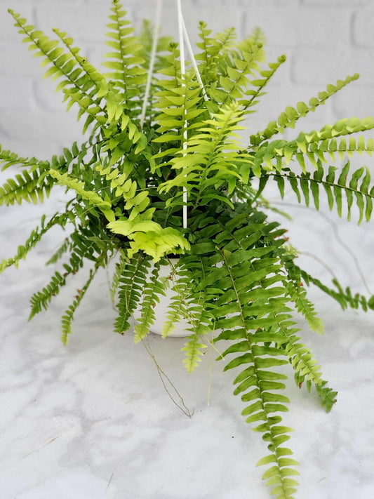 Fern, Boston