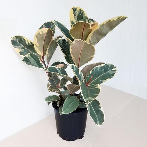 Ficus, Rubber Tineke